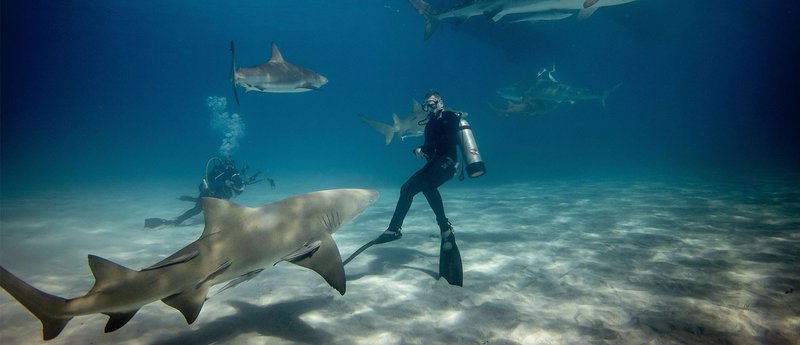 Unlock the Secrets of Admiral Shark Casino for UK Players Today